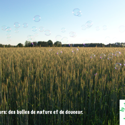 Bulles de douceur